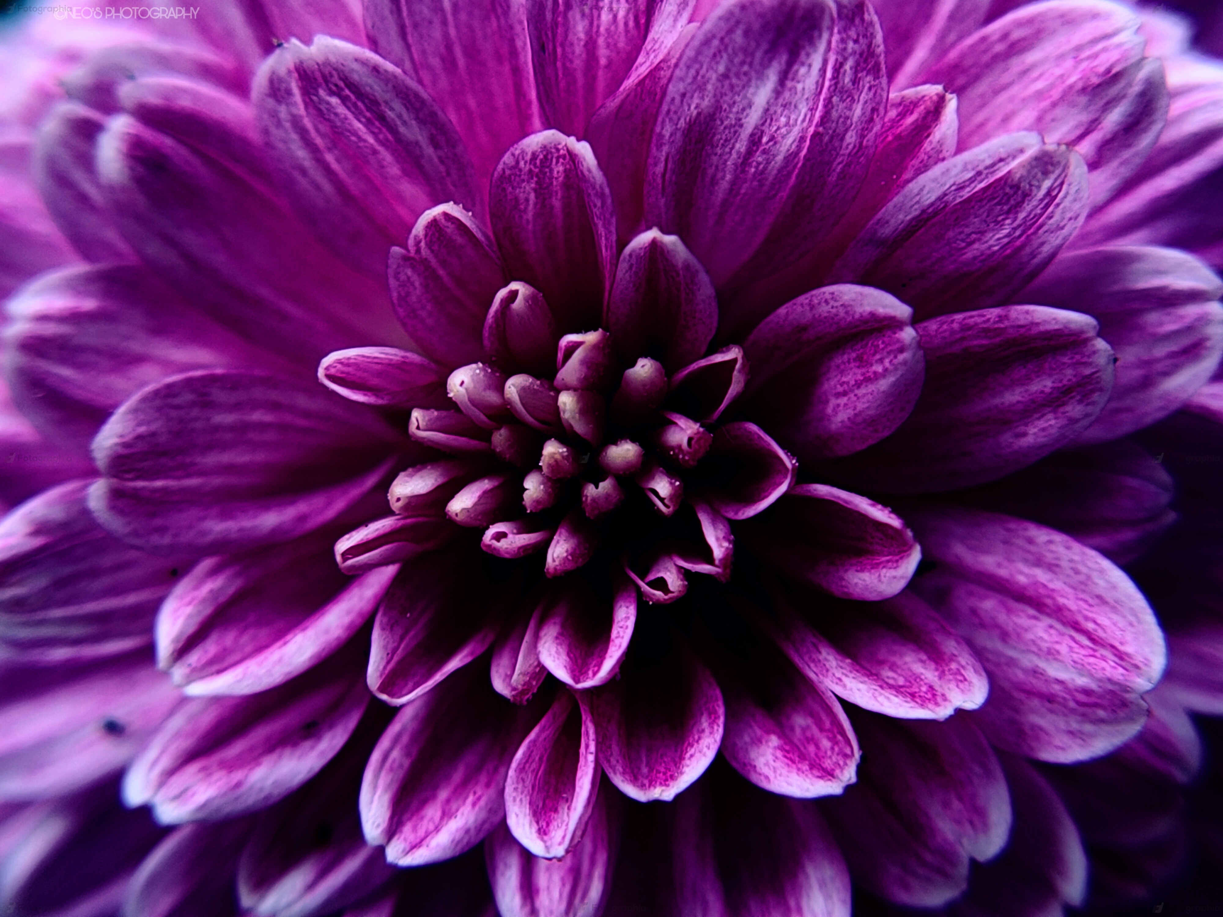 The Aster flower