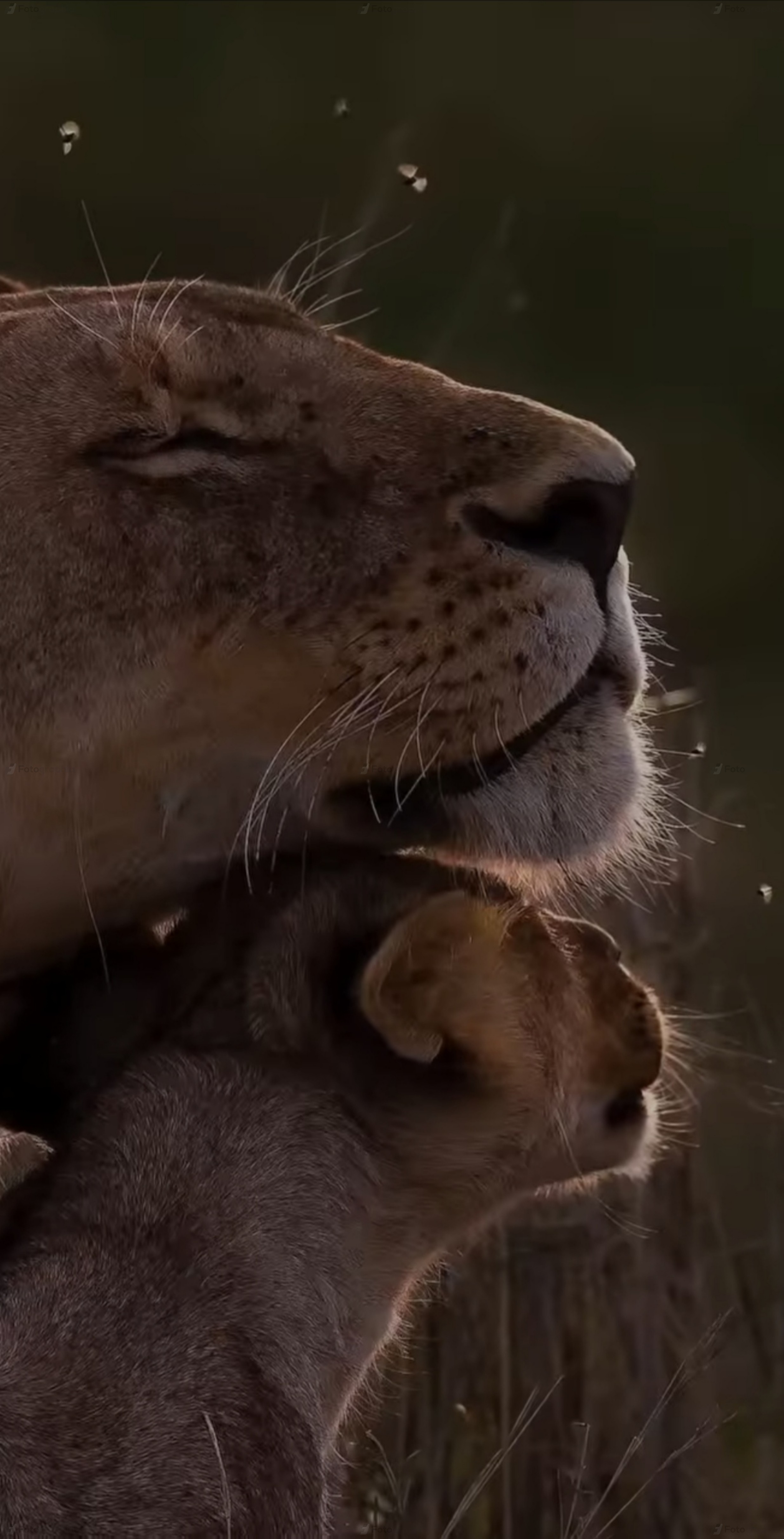 Lion and baby cub